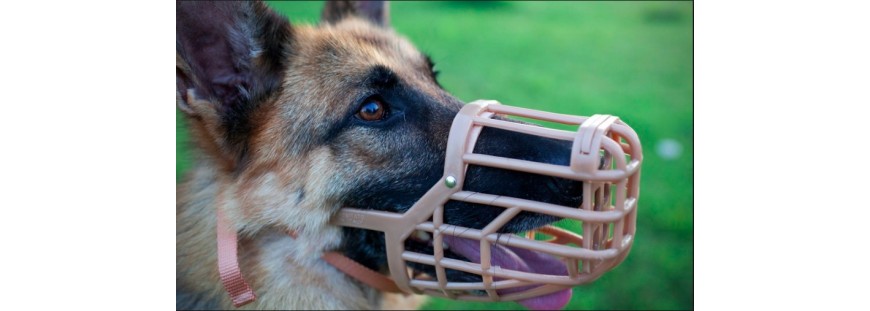 Cómo habituar a un perro al bozal